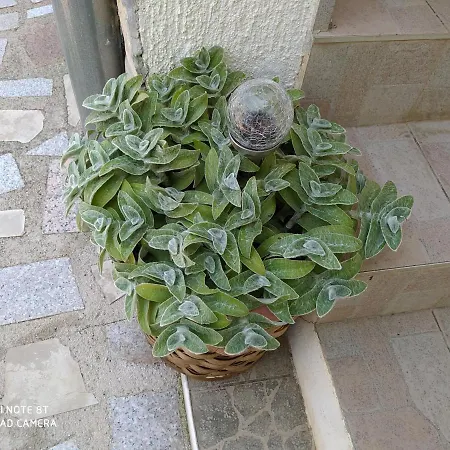 Διαμέρισμα Ante Tribalj