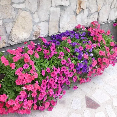 Διαμέρισμα Ante *