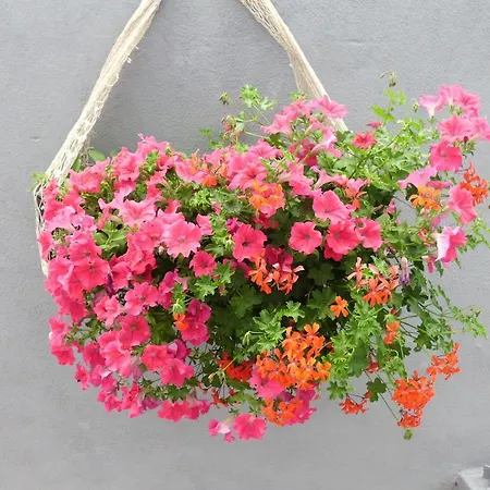 Ante Διαμέρισμα *